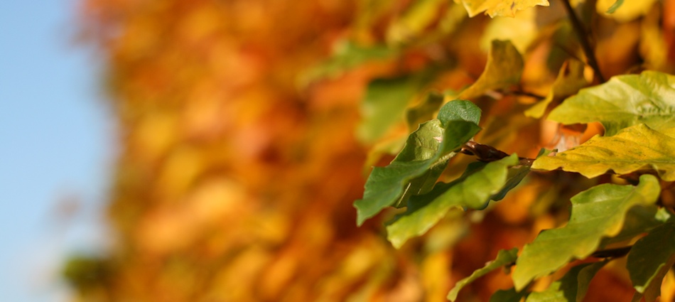 phoMac – Photography: slideshow image 1