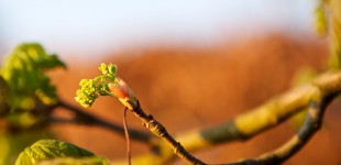 P52 #2 - Springtime