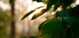 Landscape in Detail - Mix