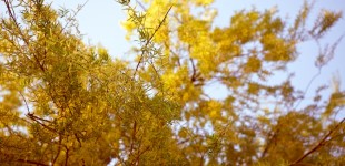 P52 #5 - Weeping Willow