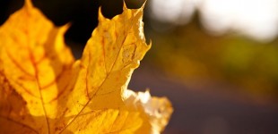 Goldener Herbst